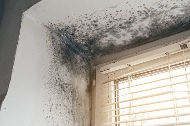 Affordable Mold Remediation solutions in Churchville, NY